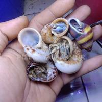 Gambar kelomang ( C.Cavipes ) dari jati aquatix undefined 1 Tokopedia