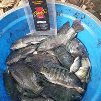 Gambar Umpan Premium Siap Pakai SAESTU Amis Spesial Umpan Sangrai Nila Tombro dari Raniat Mancing Store undefined 4 Tokopedia