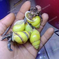 Gambar kelomang ( C.Cavipes ) dari jati aquatix undefined 3 Tokopedia