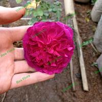 Gambar Tanaman Hias Bunga Mawar Import Munstead Wood / Mawar Import Wangi dari Rea Flora undefined 4 Tokopedia