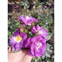Gambar Mawar Import Blue For You - Tanaman Bunga dari Ibra Garden undefined 2 Tokopedia