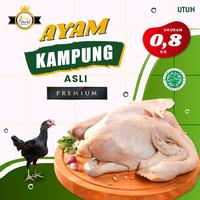 Gambar AYAM KAMPUNG 0.8 KG dari KING DUCK CENTER undefined 1 Tokopedia