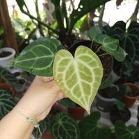 Gambar Anthurium Tarantula/Clarynervium Sz Rmj dari BLT garden undefined 1 Tokopedia