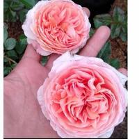 Gambar TANAMAN MAWAR ABRAHAM DARBY-IMPORT dari Zain Flower's undefined 2 Tokopedia