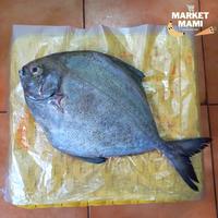 Gambar IKAN DORANG 500GRAM dari Marketmami undefined 1 Tokopedia
