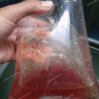 Gambar cacing darah hidup Bungkus Besar dari Niuw_Aquatic undefined 3 Tokopedia