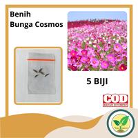 Gambar Benih Bibit Biji Bunga Cosmos Dwarf Mix Benih Tanaman Bunga Kenikir dari Ngrowo Grub undefined 1 Tokopedia