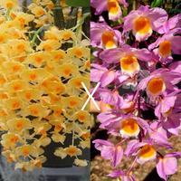 Gambar Anggrek Dendro Jairak Griffith x D. Farmery pink dari Jo Orchids undefined 1 Tokopedia