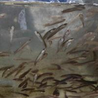 Gambar Promo Paket Bibit Ikan Gabus 4-5-6cm/umpan ikan Predator - isi 250 ekor dari Toko Khansa Lele 1 undefined 1 Tokopedia