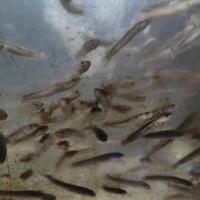 Gambar Promo Paket Bibit Ikan Gabus 4-5-6cm/umpan ikan Predator - isi 250 ekor dari Toko Khansa Lele 1 undefined 2 Tokopedia
