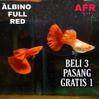 Gambar Guppy Albino Full Red Termurah - Jantan dari Pabrik Ikan Hias Solo undefined 1 Tokopedia
