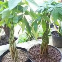 Gambar tanaman hias pohon Paciran kepang 6 batang dari dyas farm garden undefined 1 Tokopedia