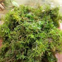 Gambar jual lumut hidup seger /1 kg media tanam dari wahyu N Seller undefined 2 Tokopedia