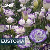 Gambar Benih Biji Bunga EUSTOMA PICOTEE Lisianthus dari LIGNO garden undefined 1 Tokopedia