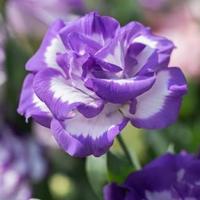 Gambar Benih Biji Bunga EUSTOMA PICOTEE Lisianthus dari LIGNO garden undefined 5 Tokopedia