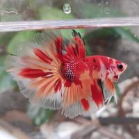 Gambar Ikan Cupang Halfmoon Nemo / Cupang Hm Nemo Multi Color dari Arrahman Shop2 undefined 3 Tokopedia