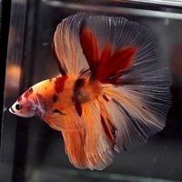 Gambar Ikan Cupang Halfmoon Nemo / Cupang Hm Nemo Multi Color dari Arrahman Shop2 undefined 5 Tokopedia