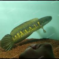 Gambar chanaauranti maculata dari ZET AQUATIC undefined 5 Tokopedia
