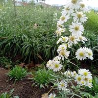 Gambar TERMURAH Bibit bunga pikok putih/peacock whait/aster putih/Benih pikok - Putih dari Hamdan99_shop undefined 4 Tokopedia