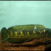 Gambar chanaauranti maculata dari ZET AQUATIC undefined 2 Tokopedia