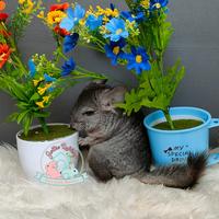 Gambar cin cinchilla cinchila chincilla chincila chinchilla chinchila cincila dari jollie pets house undefined 3 Tokopedia