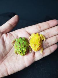 Gambar BUNDLE 2 EKOR KODOK PACMAN FROG - BABY - GREEN + ALBINO 4 SPOT dari Reptilezoy Store undefined 1 Tokopedia