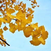 Gambar Benih GINKGO BILOBA Biji Bibit Pohon Ginko dari Cedrus undefined 5 Tokopedia