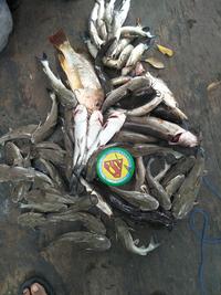 Gambar Umpan Kucur Bau SUGIONO S1 & S1 Super Viral - S1 Super 1KG dari Surken Store undefined 3 Tokopedia