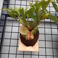 Gambar platycerium superbum dari planetcerium undefined 4 Tokopedia
