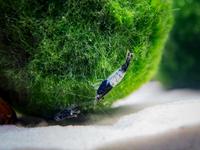 Gambar Black Rili Shrimp - Udang Hias Pembersih Algae Lumut Aquascape dari Azzahraquatic27 undefined 3 Tokopedia