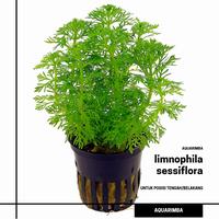 Gambar limnophila sessiliflora ( tanaman aquascape ) - 10 dari Aquarimba Official undefined 5 Tokopedia