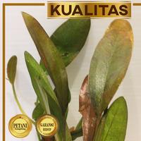Gambar Red Echinodorus Tanaman Air Aquascape Low CO2 Tumbuhan Hias Aquarium dari renbodash undefined 5 Tokopedia