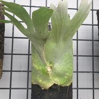 Gambar platycerium superbum dari planetcerium undefined 5 Tokopedia
