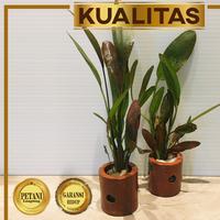 Gambar Red Echinodorus Tanaman Air Aquascape Low CO2 Tumbuhan Hias Aquarium dari renbodash undefined 2 Tokopedia