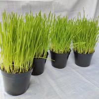 Gambar Paket Hemat 4 pcs Rumput Kucing Siap Panen (Wheat Grass Cat) dari kens cat undefined 3 Tokopedia