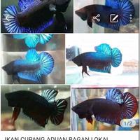 Gambar ikan cupang aduan bagan lokal dari Q aquascape undefined 1 Tokopedia