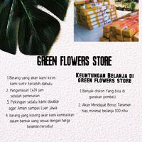 Gambar TANAMAN BAWANG BAKUNG /BIBIT TANAMAN BAKUNG dari GREEN FLOWER01 undefined 2 Tokopedia