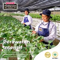 Gambar Nai Bai dari Fresharvest undefined 2 Tokopedia