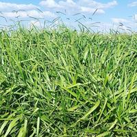 Gambar Benih biji rumput pakan ternak 1kg/rumput pakan sapi/kambing dari Gmall Tanaman2 undefined 3 Tokopedia