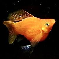 Gambar Ikan Molly Platy Balon BERKUALITAS Ikan Hias Aquascape Moly Balloon - Black dari Kiddies World undefined 4 Tokopedia