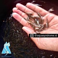 Gambar Ikan Cere Laut Hidup Pakan Ikan Predator Bersih Higienis BERKUALITAS - Ikan Cere Jumbo dari Kiddies World undefined 2 Tokopedia