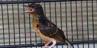 Gambar BURUNG MURAI TRAH BAHOROK TROTOL JAHAT MUKA PREMAN MENTAL FIGHTER dari ARUL LARIS JAYA undefined 1 Tokopedia