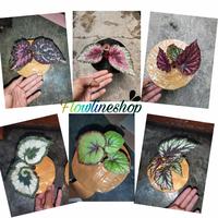 Gambar tanaman hias begonia size bocil full media dan pot dari adi begonia undefined 1 Tokopedia