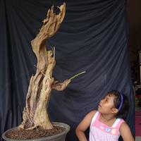 Gambar Bahan Bonsai Wahong unik dari Mainan Laki Laku undefined 1 Tokopedia