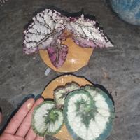 Gambar tanaman hias begonia size bocil full media dan pot dari adi begonia undefined 3 Tokopedia