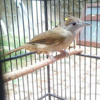 Gambar Burung Kapas Tembak Rawatan dari Tosix94Birdspecialist undefined 1 Tokopedia