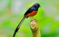 Gambar BURUNG MURAI BATU ASLI HUTAN FIGHTER NON GEMBUNG MENTAL PETARUNG dari ARUL LARIS JAYA undefined 1 Tokopedia