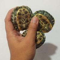 Gambar Kura Kura Brazil - Medium dari DeFaris undefined 3 Tokopedia