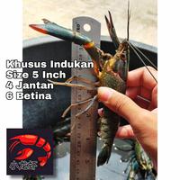 Gambar Indukan Lobster Air Tawar Konsumsi 5 inch dari Xiao Longxia undefined 2 Tokopedia