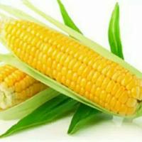 Gambar 40 Benih Sayur Jagung Manis Mudah Tumbuh dari dey garden undefined 1 Tokopedia